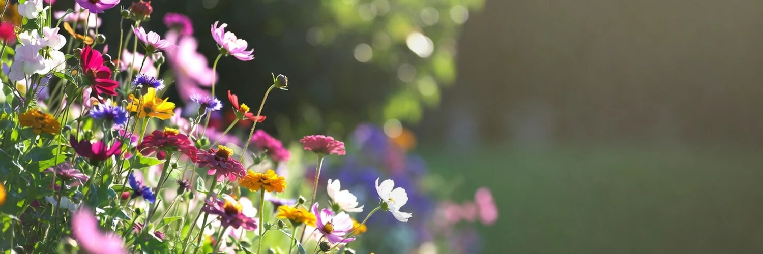 Cultivate Beauty With Fontana Seeds