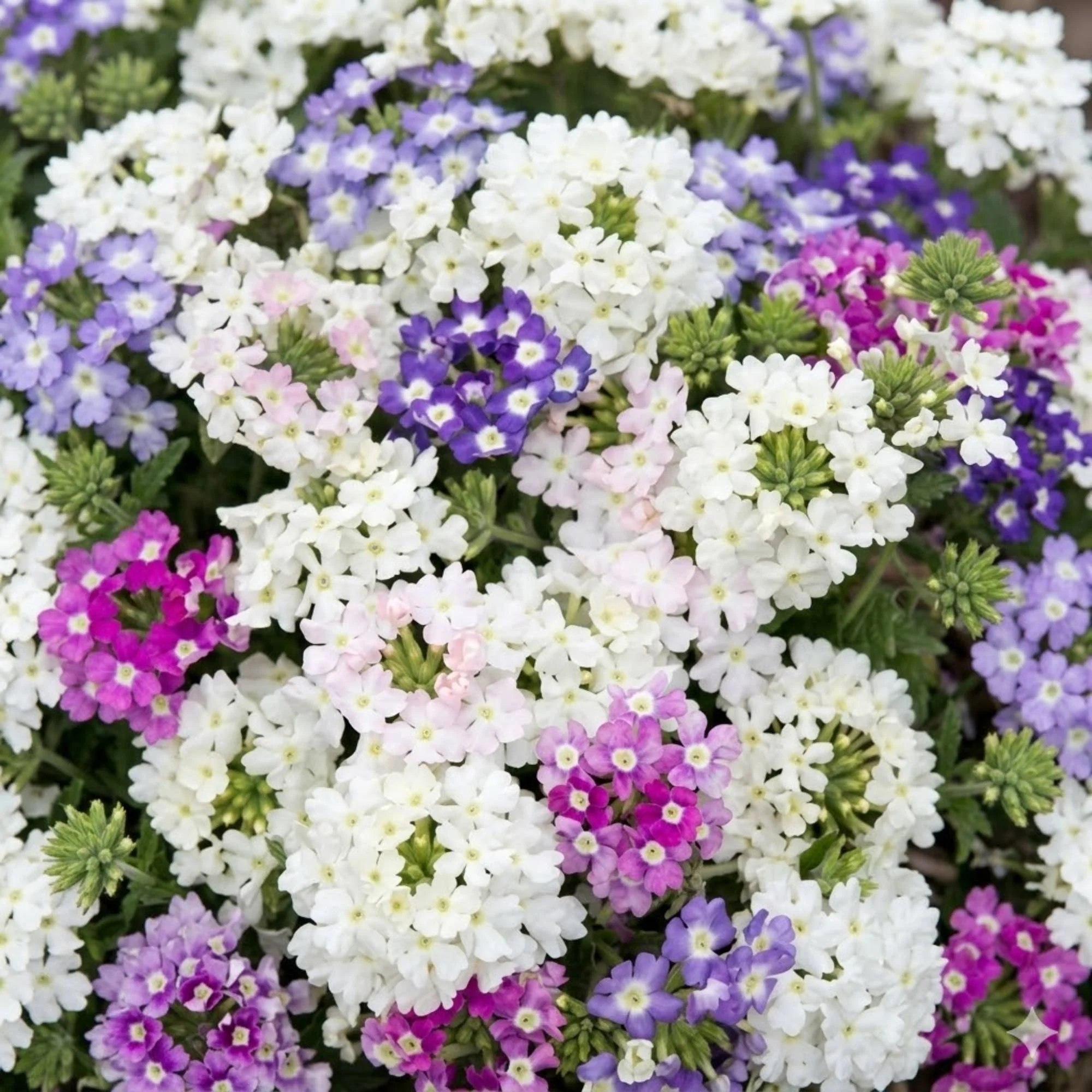 TOP PICKS: Seeds for Mediterranean Climates